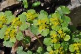 Chrysosplenium alternifolium. Цветущие растения с кормящимся толкунчиком. Республика Адыгея, левый берег руч. Сюк, широколиственный лес, болотистое место рядом с выходом скалы. 10.04.2019.