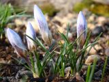 Crocus biflorus. Цветущие растения (сорт 'Blue pearl'). Краснодарский край, г. Усть-Лабинск, на приусадебном участке. 01.03.2020.