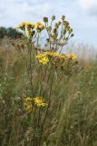 Senecio jacobaea. Общее соцветие отцветающего и плодоносящего растения. Беларусь, Витебская обл., окр. пос. Езерище, разнотравно-злаковый суходольный луг. 15.08.2020.