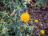 Centaurea solstitialis