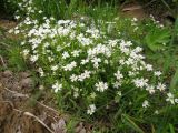 Stellaria holostea