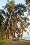 Pinus pityusa. Взрослые деревья. Абхазия, Гагрский р-н, г. Пицунда, окраина реликтовой сосновой рощи. 16.05.2021.