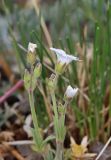 genus Cerastium. Верхушка цветущего растения. Алтай, Кош-Агачский р-н, Курайский хр., долина р. Тыдтуярык, луговой склон. 13 июня 2022 г.