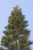 род Araucaria