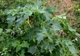 Datura stramonium