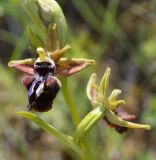 Ophrys mammosa