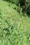 Phlomoides lehmanniana