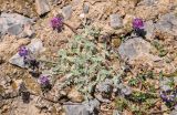 Oxytropis microsphaera