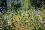 Cichorium intybus. Верхушки цветущих растений. Краснодарский край, Черноморское побережье Кавказа, г. Новороссийск, сорное. 12 июля 2022 г.