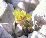 Saxifraga stenophylla