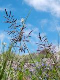 Eragrostis barrelieri