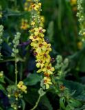 Verbascum marschallianum. Часть соцветия. Чечня, Веденский р-н, с. Хой, ≈ 1800 м н.у.м., луг. 25.07.2022.