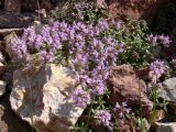 Thymus hirticaulis