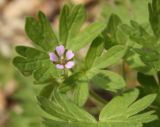 Geranium pusillum. Цветок и листья. Белгородская обл., окр. пос. Борисовки, усадьба заповедника \"Белогорье\". 30.06.2011.