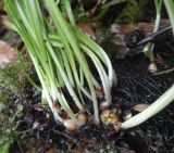 Galanthus rizehensis