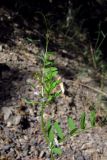 Vicia loiseleurii