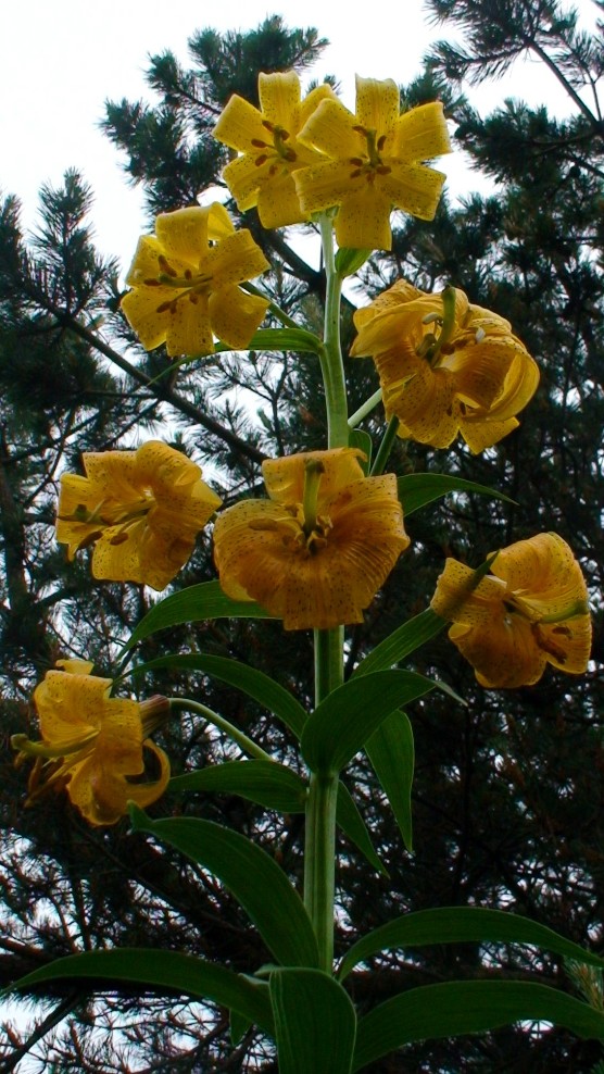 Изображение особи Lilium armenum.