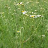 Tripleurospermum inodorum