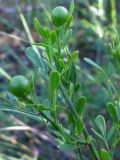 Jasminum fruticans