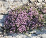 Thymus helendzhicus. Цветущее растение на скалистом склоне. Черноморское побережье Кавказа, Геленджикский р-н, Маркотхский хребет, гора Совхозная, томилляры, выс. 420 м н.у.м. 21 июля 2013 г.