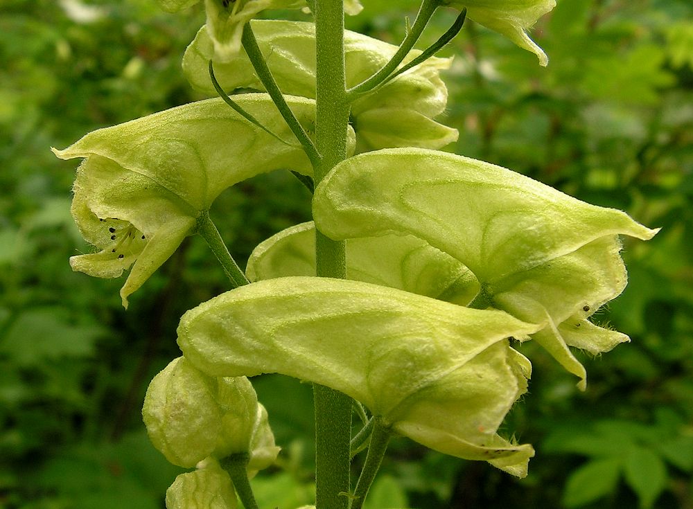 Изображение особи Aconitum umbrosum.