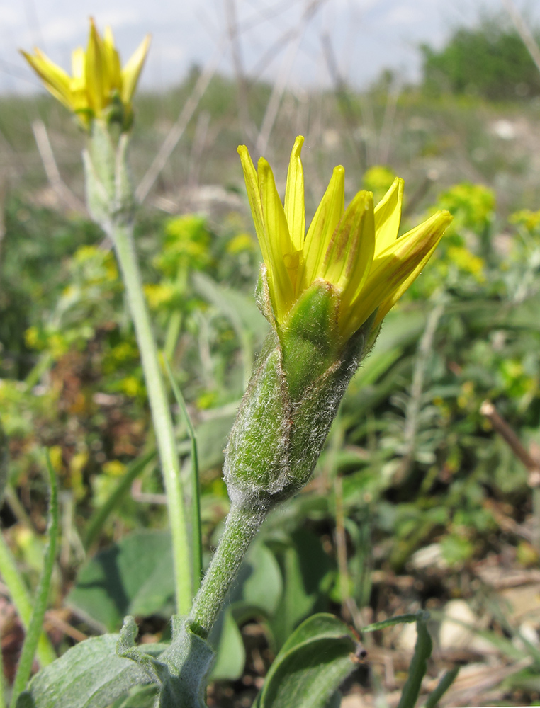 Image of Scorzonera turkeviczii specimen.