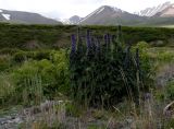 Delphinium inconspicuum