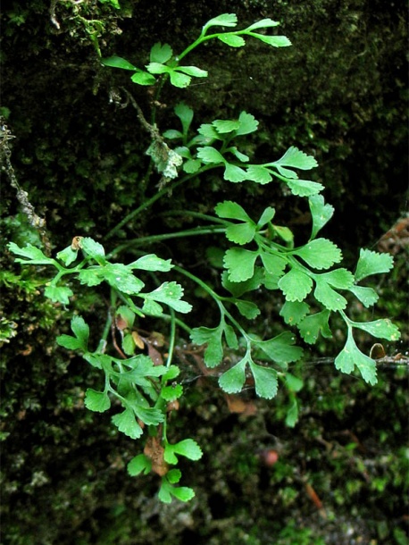 Изображение особи Asplenium ruta-muraria.