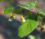 Cotoneaster melanocarpus. Побег с цветками. Иркутская обл., Ольхонский р-н, западное побережье оз. Байкал, пойма руч. Хорга. 28.06.2014.