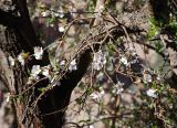 Amygdalus communis. Ветви с цветками. Египет, Синай, подножие горы Моисея, в культуре. 23.02.2009.