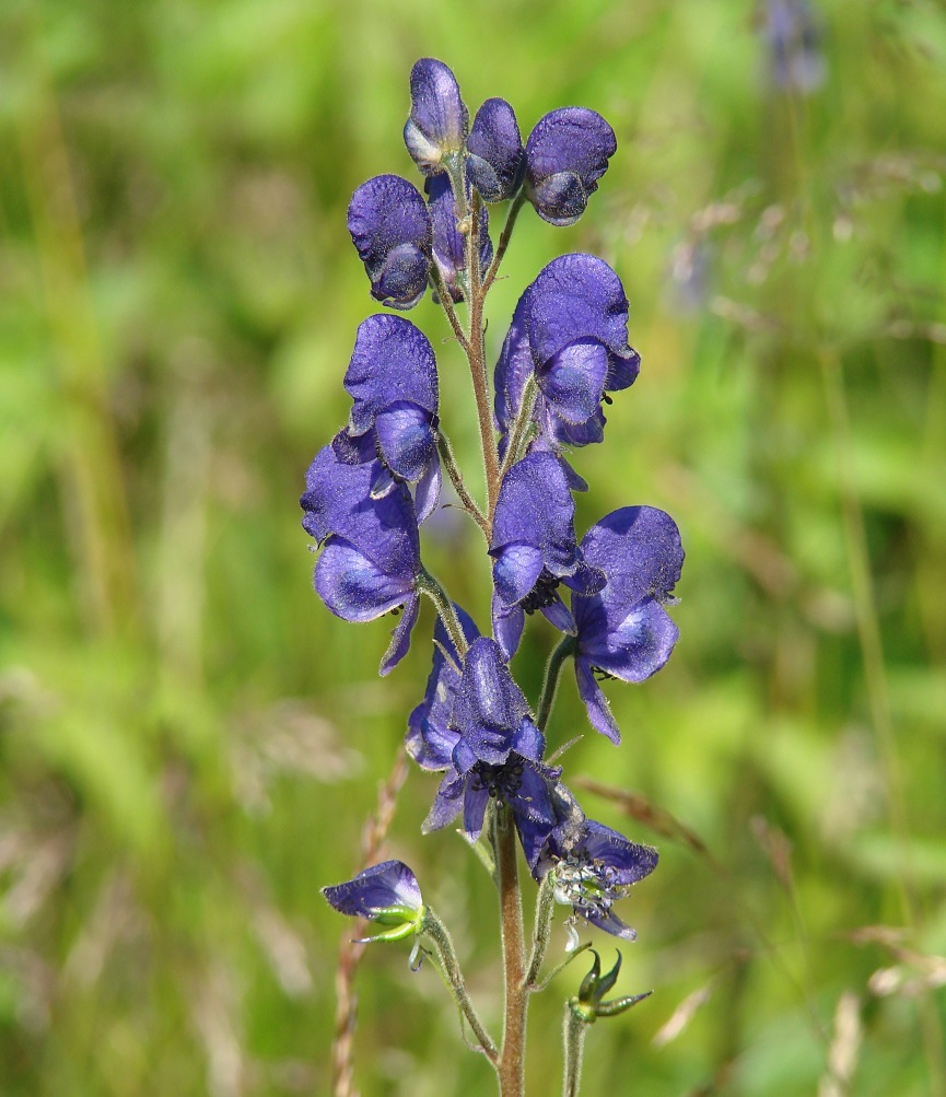 Изображение особи Aconitum baicalense.