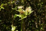 Cirsium oleraceum