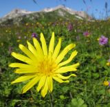 Tragopogon reticulatus