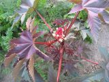 Ricinus communis. Верхушка побега с соцветием. Томск, Экспериментальный участок Сибирского ботанического сада. 07.08.2008.