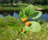 Lonicera tatarica