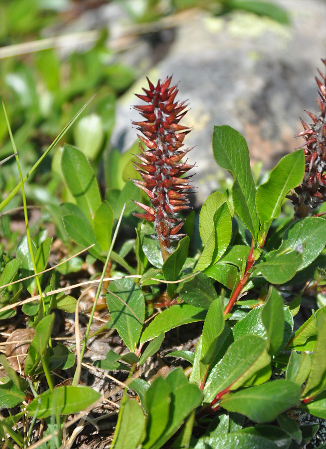 Изображение особи Salix rectijulis.