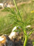 Scandix australis. Верхний стеблевой лист. Крым, Балаклава, приморский склон. 30 апреля 2016 г.