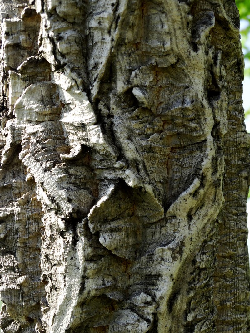 Image of Phellodendron amurense specimen.