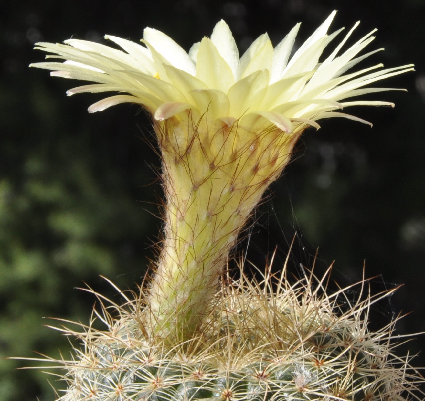 Изображение особи род Echinopsis.