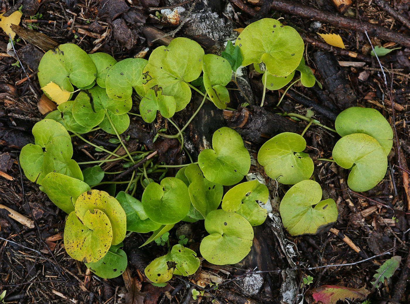 Изображение особи Asarum europaeum.