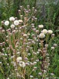 Erigeron acris. Верхушки цветущих и плодоносящих растений. Санкт-Петербург, окр. Шуваловского карьера. 11.07.2009.