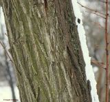 Robinia luxurians