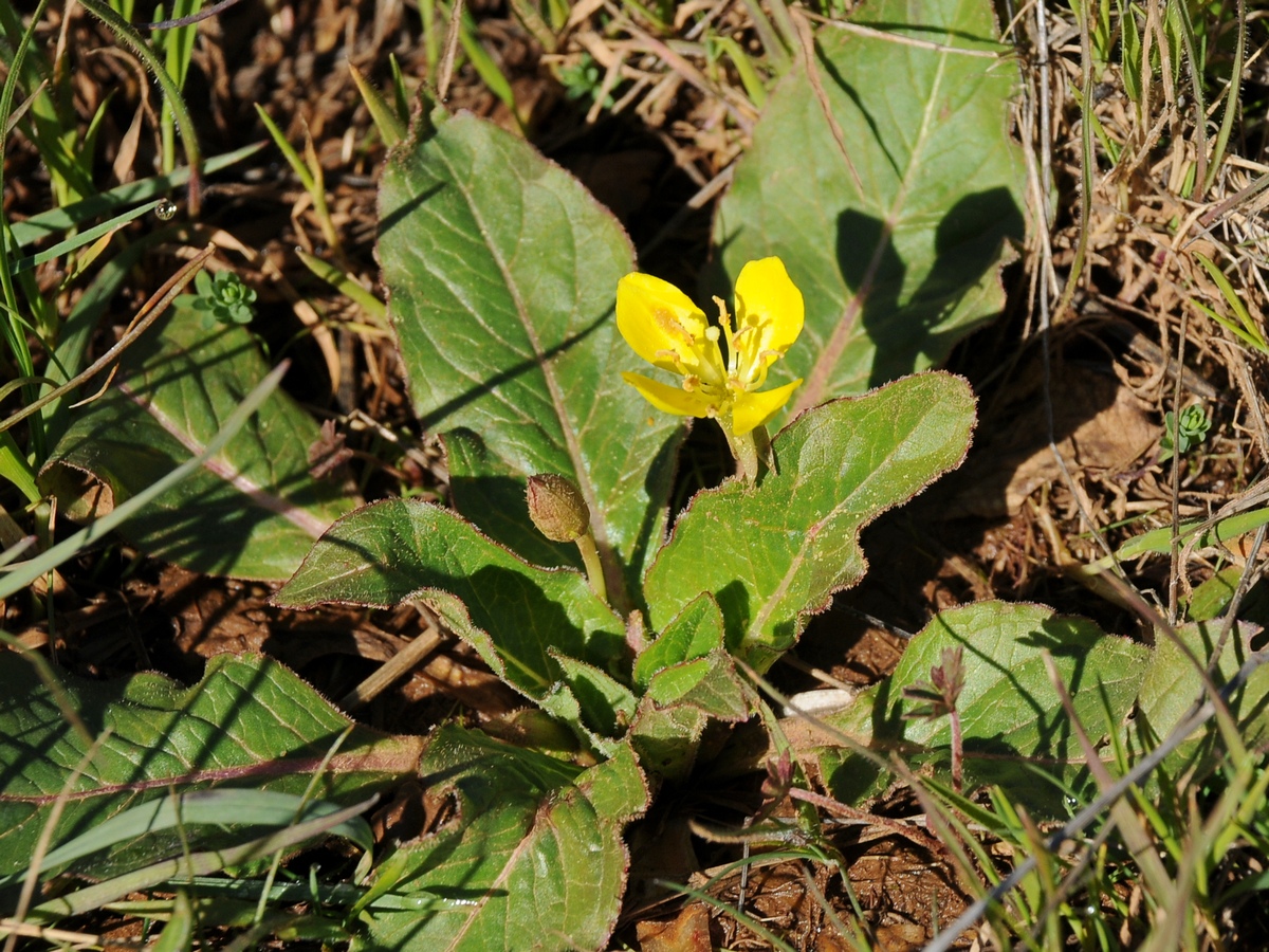 Изображение особи Camissonia ovata.