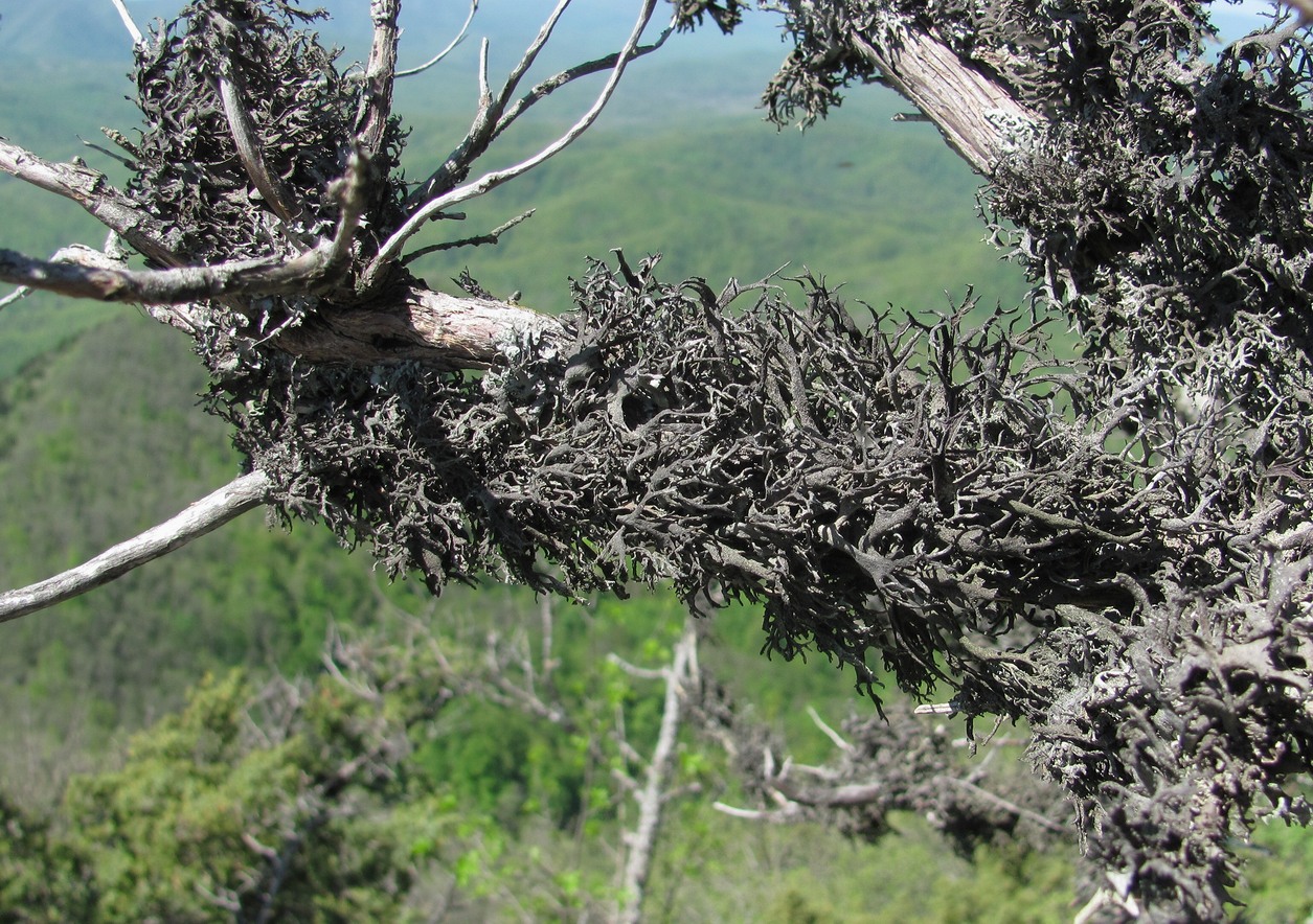 Изображение особи Pseudevernia furfuracea.