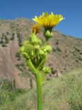 Sonchus palustris