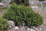 Juniperus turkestanica. Взрослое растение. Таджикистан, Фанские горы, ущелье Куликалон, ≈ 2700 м н.у.м., каменистый сухой склон. 04.08.2017.