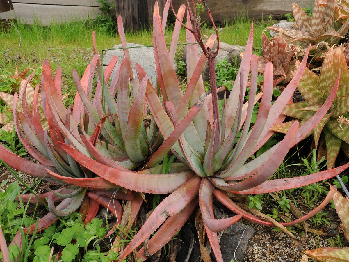 Изображение особи Aloe capitata.