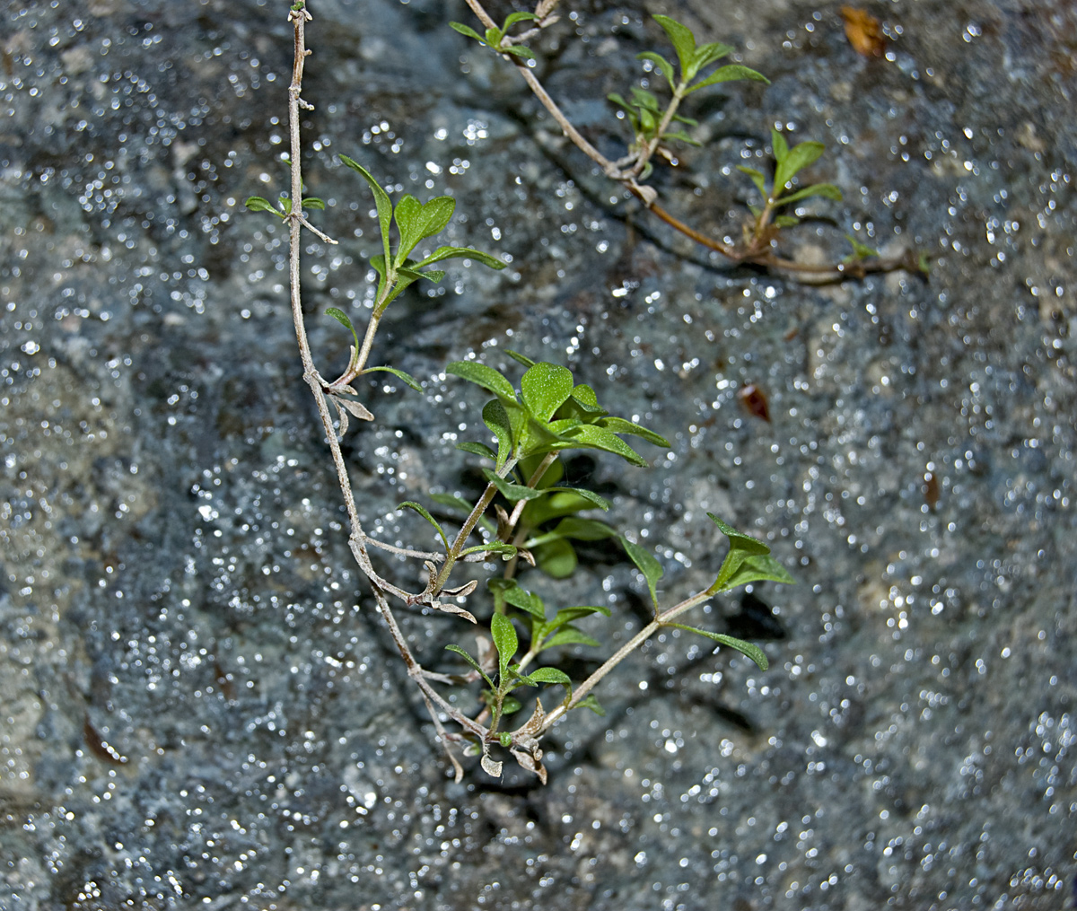 Изображение особи род Thymus.