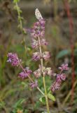 Salvia verticillata. Верхушка цветущего и плодоносящего растения с сидящей бабочкой голубянкой. Башкортостан, Кугарчинский р-н, окр. дер. Мурадымово, природный парк \"Мурадымовское ущелье\", долина р. Большой Ик, луг. 2 сентября 2018 г.