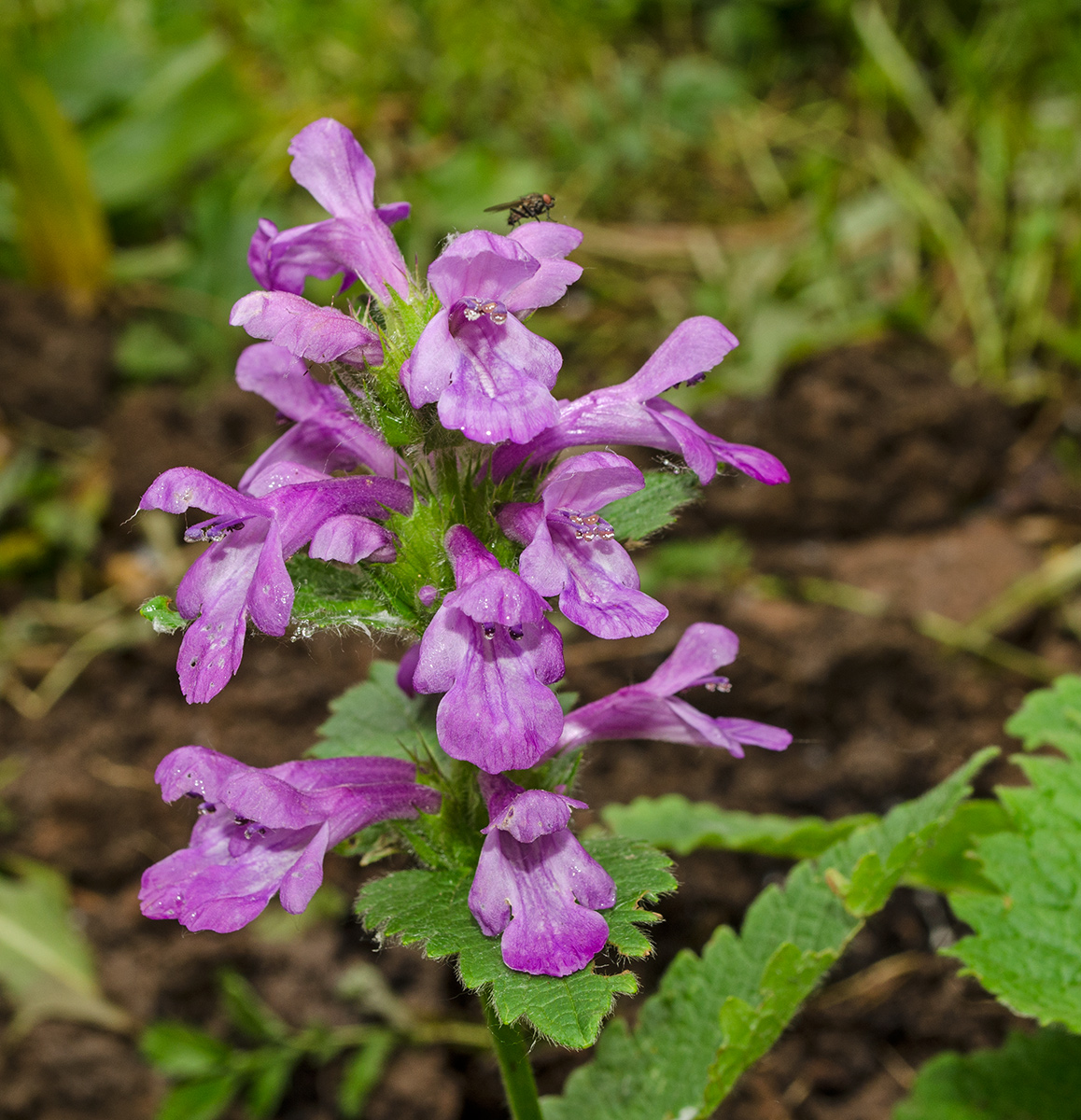 Изображение особи Betonica macrantha.